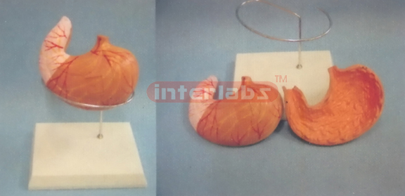 MAGNIFIED ANATOMICAL STOMACH MODEL OF 108cm TALL MUSCLE TORSO WITH PLASTIC BASE